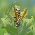 Feldwespe (Polistes sp.)